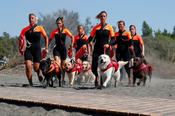 8月25日、イタリア、ローマのビーチでパトロール前にトレーニングを行う救助犬訓練学校のチーム - Sputnik 日本