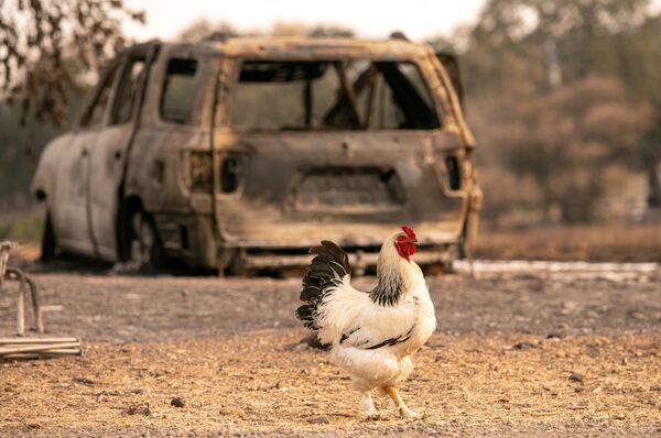 8月24日、米カリフォルニア州バカビルで発生した山火事で全焼した車の前を歩く雄鶏 - Sputnik 日本