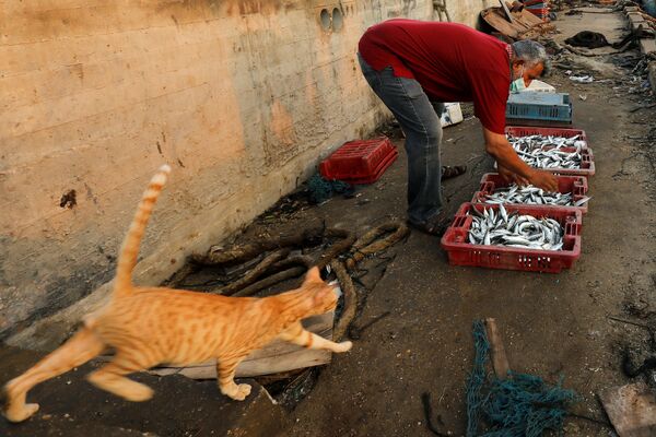 9月3日、パレスチナ自治区ガザ地区で漁獲物を並べる漁師と飼い猫 - Sputnik 日本