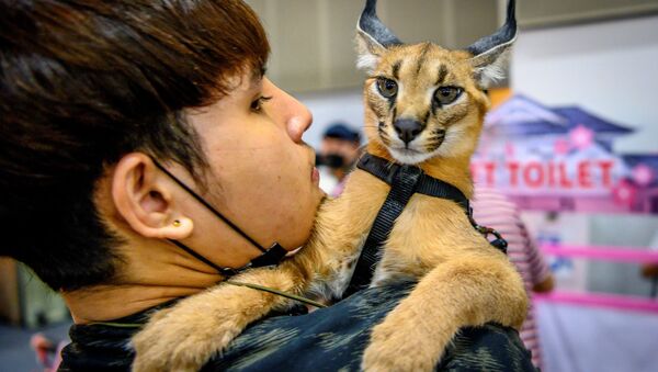 9月5日、「Pet Expo Thailand 2020」でカラカルを抱く男性 - Sputnik 日本