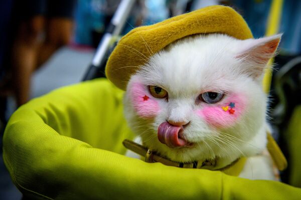 9月5日、「Pet Expo Thailand 2020」に来場したオッドアイの猫 - Sputnik 日本