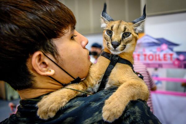 9月5日、「Pet Expo Thailand 2020」でカラカルを抱える男性 - Sputnik 日本