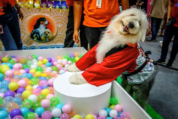 9月5日、「Pet Expo Thailand 2020」に、中国風の服を着て来場した犬 - Sputnik 日本