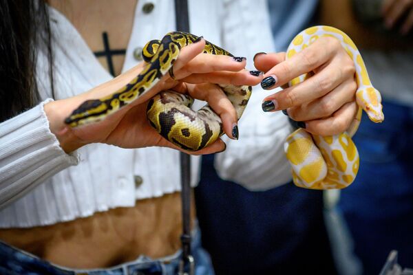 9月5日、「Pet Expo Thailand 2020」に手にヘビを巻いて来場した女性 - Sputnik 日本