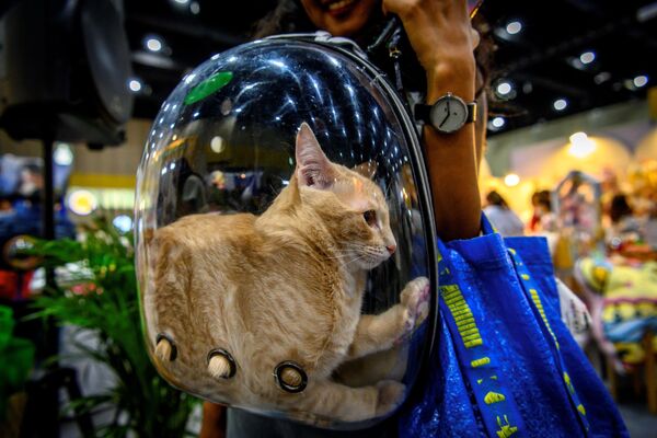 9月5日、「Pet Expo Thailand 2020」で、ペット用のリュック型キャリーバッグに入る猫 - Sputnik 日本
