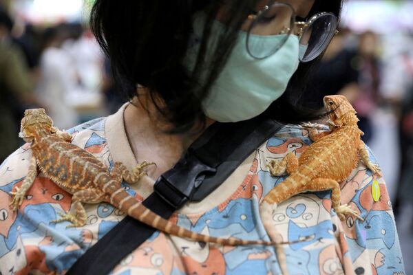 9月6日、「Pet Expo Thailand 2020」で、2匹のヤモリを肩に乗せる女性 - Sputnik 日本
