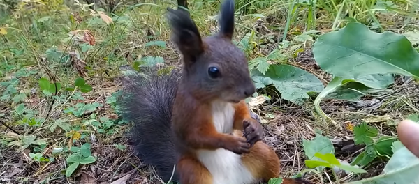 木の実をもらったリス、急に固まる 木の実をもらったリス、急に固まる - Sputnik 日本
