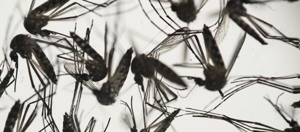 ネッタイシマカ - Sputnik 日本