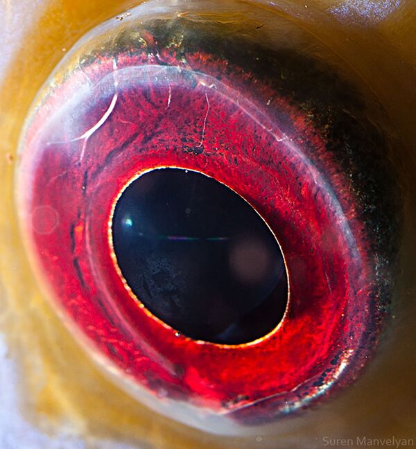 ディスカス（熱帯魚）の目 - Sputnik 日本