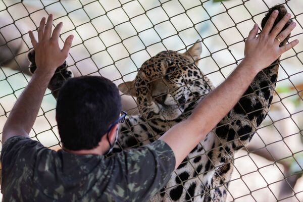 9月19日、ブラジルのゴイアス州にある研究所で保護されているオスのジャガー - Sputnik 日本