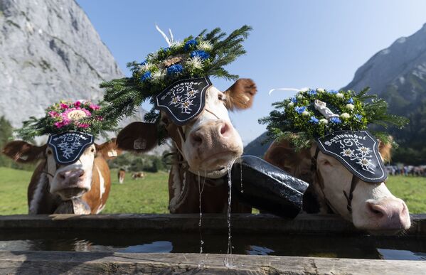 オーストリアのカーヴェンデル自然公園で、牛追い祭りが始まる前に水を飲む牛たち - Sputnik 日本