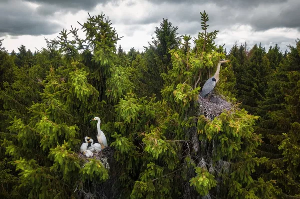 Drone Photo Awards 2020 「野生生物」部門1位入賞作品『Where Herons Live』 Dmitrii Viliunov氏 Drone Photo Awards 2020 「野生生物」部門1位入賞作品『Where Herons Live』 Dmitrii Viliunov氏 - Sputnik 日本
