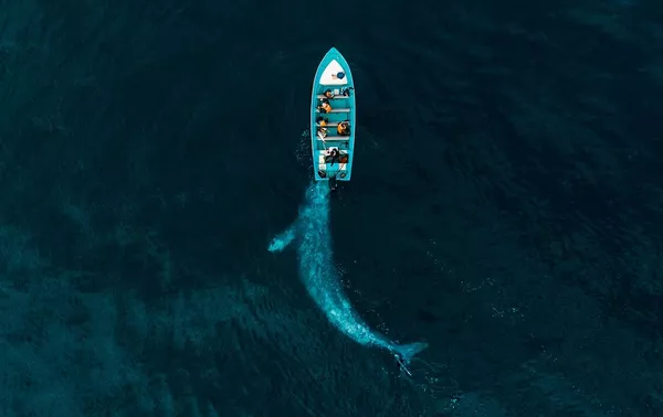 Drone Photo Awards 2020 「自然」部門1位入賞作品『Gray Whale Plays Pushing Tourists』 Joseph Cheire氏 Drone Photo Awards 2020 「自然」部門1位入賞作品『Gray Whale Plays Pushing Tourists』 Joseph Cheire氏 - Sputnik 日本