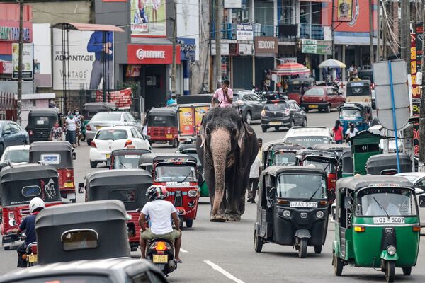 9月27日、スリランカの旧都コロンボで、交通量の多い道路でゾウに乗る象使い - Sputnik 日本