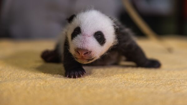 スミソニアン国立動物園　パンダの赤ちゃん - Sputnik 日本