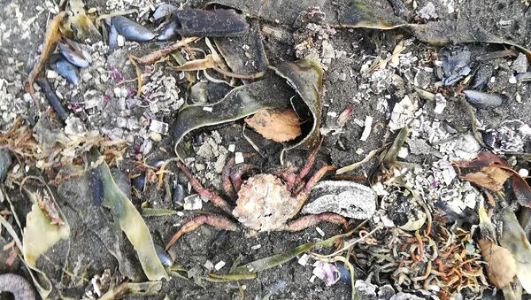 Мертвые морские существа на загрязненном токсичными веществами побережье Камчатки - Sputnik 日本