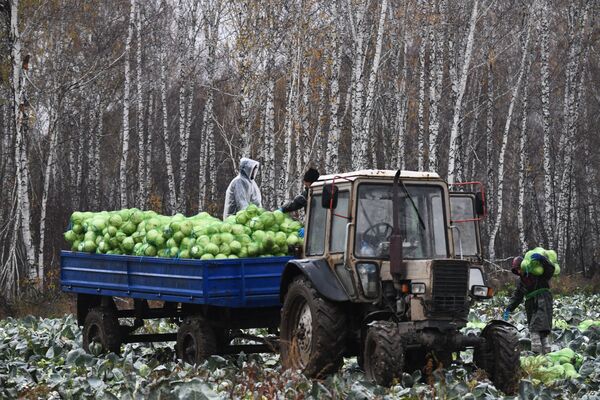 ロシアのノヴォシビルスク地方で行われたキャベツの収穫 - Sputnik 日本