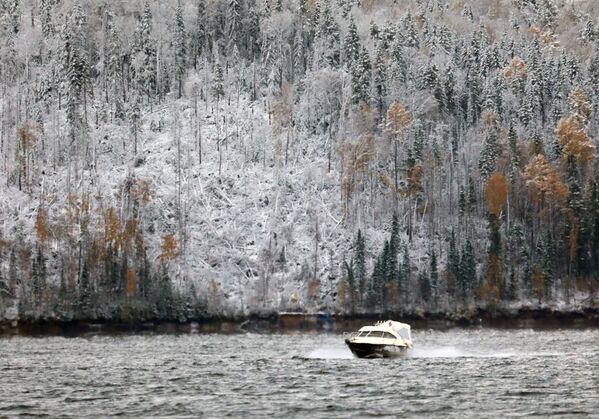 初雪が観測されたロシアのクラスノヤルスク地方で、雪化粧をした針葉樹林 - Sputnik 日本