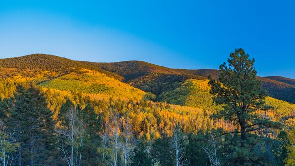 米コロラド州のボレアス峠。黄金に輝く紅葉 - Sputnik 日本