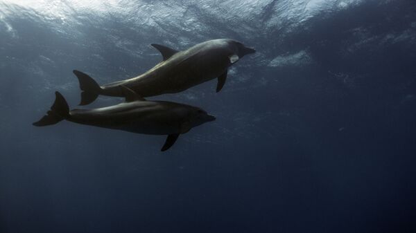 Дельфины в Красном море - Sputnik 日本