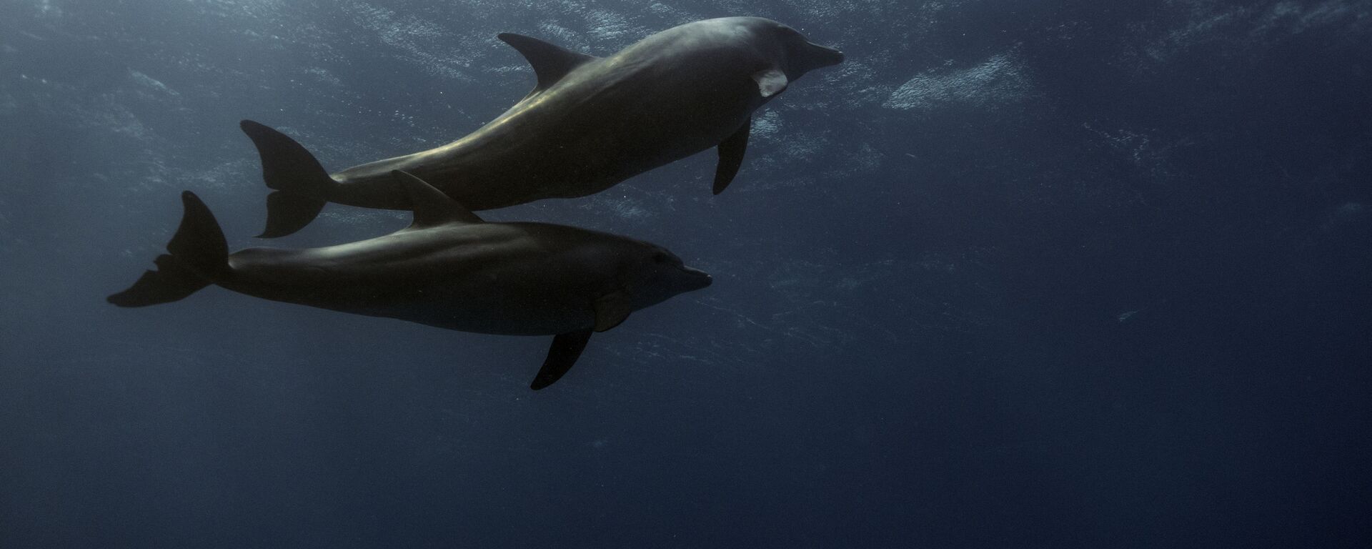 Дельфины в Красном море - Sputnik 日本, 1920, 01.02.2022