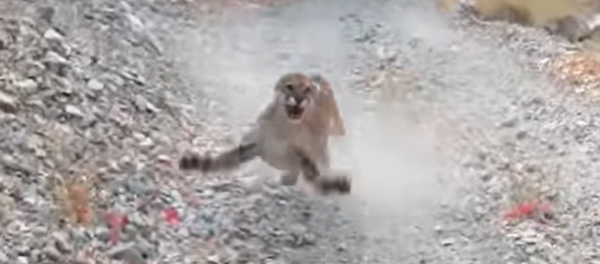 バージェスさんを追いかけるピューマ バージェスさんを追いかけるピューマ - Sputnik 日本