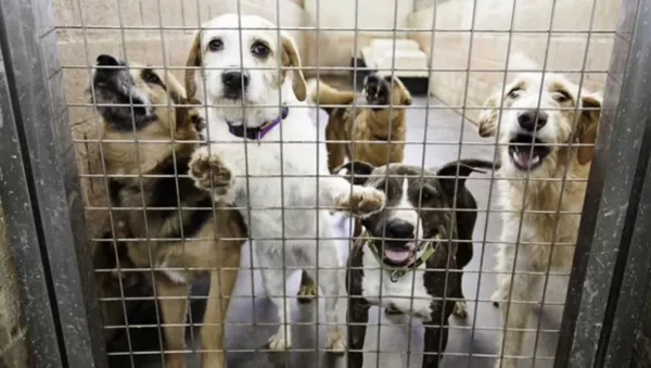 犬 - Sputnik 日本