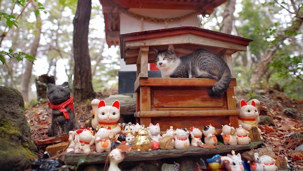 小さな島の小さな猫神社　幸せな猫の雨宿りにぴったり - Sputnik 日本
