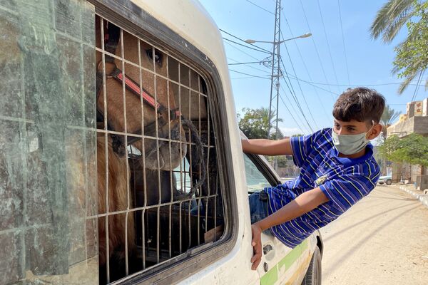 10月12日、パレスチナ自治区ガザ地区で馬運車に乗る少年 - Sputnik 日本