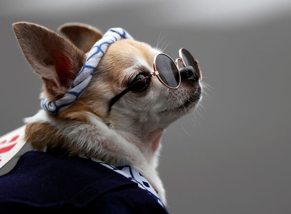 東京の浅草神社で行われた三社祭りで、眼鏡とはっぴ姿で参加した犬（10月18日） - Sputnik 日本