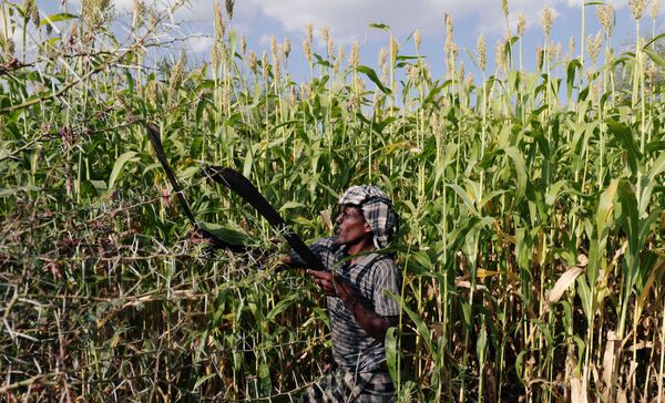 エチオピアのアムハラ地方の農園で、バッタの大群をナタで追い払う男性（10月15日） - Sputnik 日本