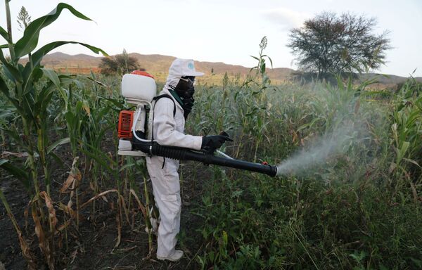 エチオピアのアムハラ地方の農園で殺虫剤を散布する男性（10月15日） - Sputnik 日本