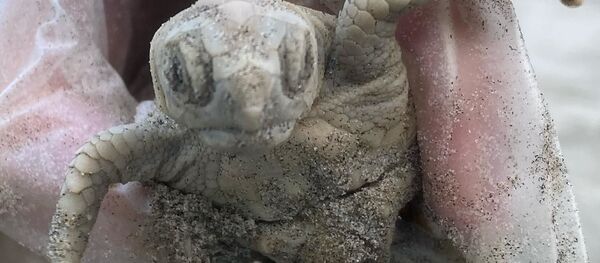 白色のウミガメの赤ちゃん - Sputnik 日本