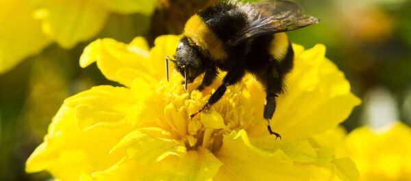 マルハナバチ マルハナバチ - Sputnik 日本