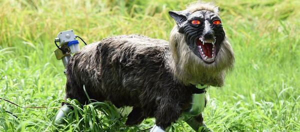 北海道 クマ撃退に悪魔的なロボットオオカミが導入へ 北海道 クマ撃退に悪魔的なロボットオオカミが導入へ - Sputnik 日本