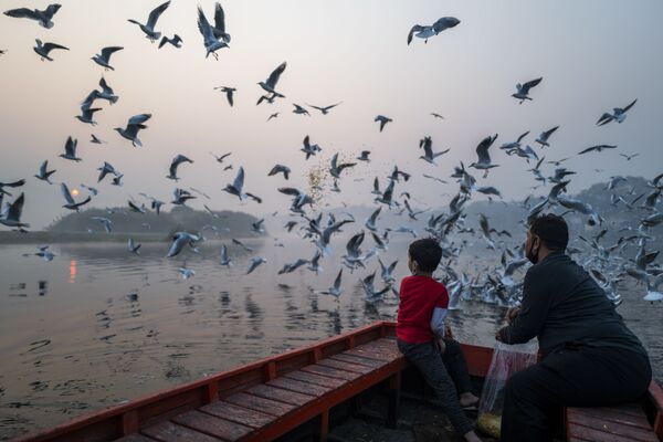 インド首都ニューデリーで10月29日、川の土手からカモメに餌をやる親子 - Sputnik 日本
