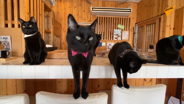 黒猫専門カフェ「ねこびやか」 - Sputnik 日本