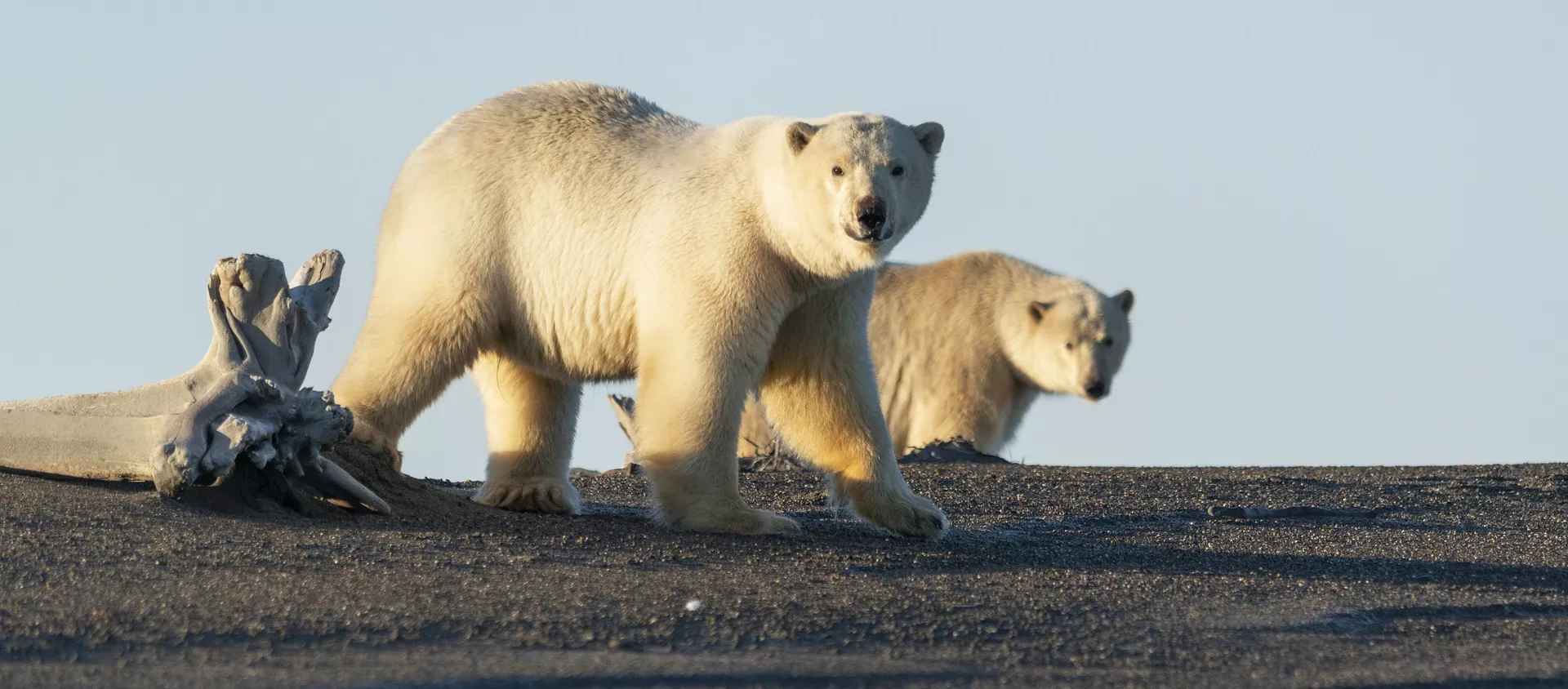 ホッキョクグマ、気候変動で絶滅の恐れ...　しかし、新種のクマが出現！ - Sputnik 日本, 1920, 15.04.2021