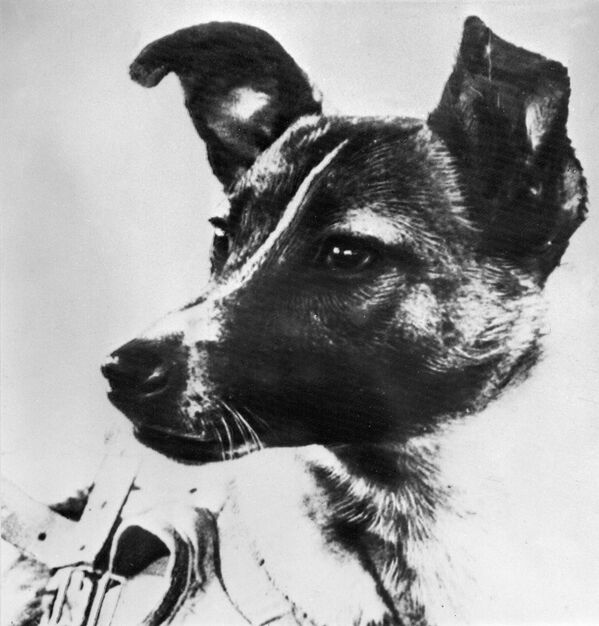 初めて宇宙を旅した犬ライカ - Sputnik 日本