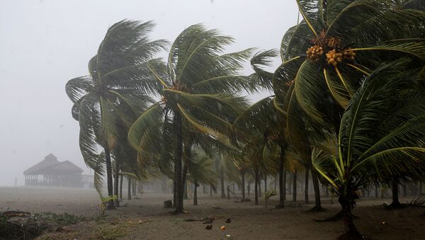 Palm trees sway in the wind as Hurricane Eta approaches, in Tela, Honduras November 3, 2020. - Sputnik 日本