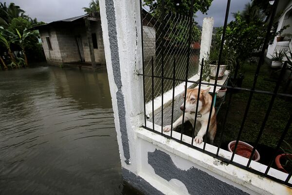 ホンジュラスの都市テラで、熱帯暴風雨「エータ」の影響で冠水した道路を見つめる犬 - Sputnik 日本
