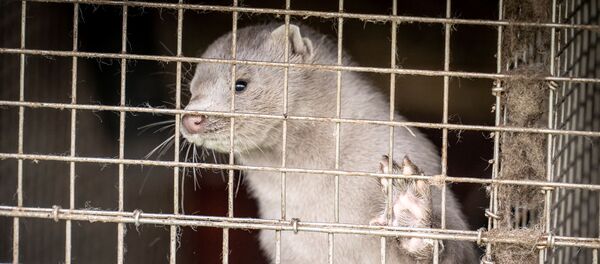 デンマークのミンク デンマークのミンク - Sputnik 日本