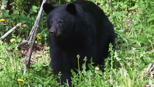 Черный медведь, Аляска - Sputnik 日本