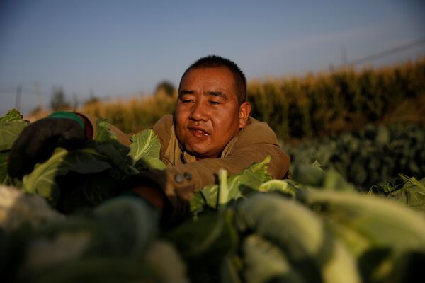 甘粛省九泉市郊外でカリフラワーを収穫する農家 - Sputnik 日本