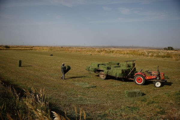 甘粛省九泉市郊外の村で畑仕事をする農家 - Sputnik 日本