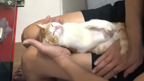 赤ちゃんのお風呂の入れ方を猫で練習 - Sputnik 日本