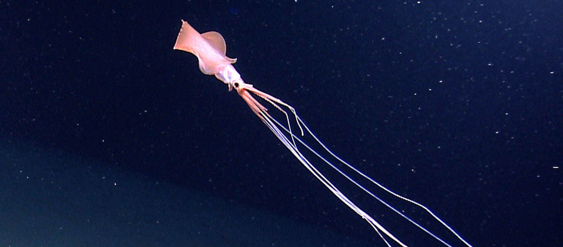 オーストラリアの深海に生息する不気味なイカ　研究者が動画を公開 - Sputnik 日本, 1920, 12.11.2020