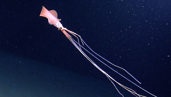 オーストラリアの深海に生息する不気味なイカ　研究者が動画を公開 - Sputnik 日本