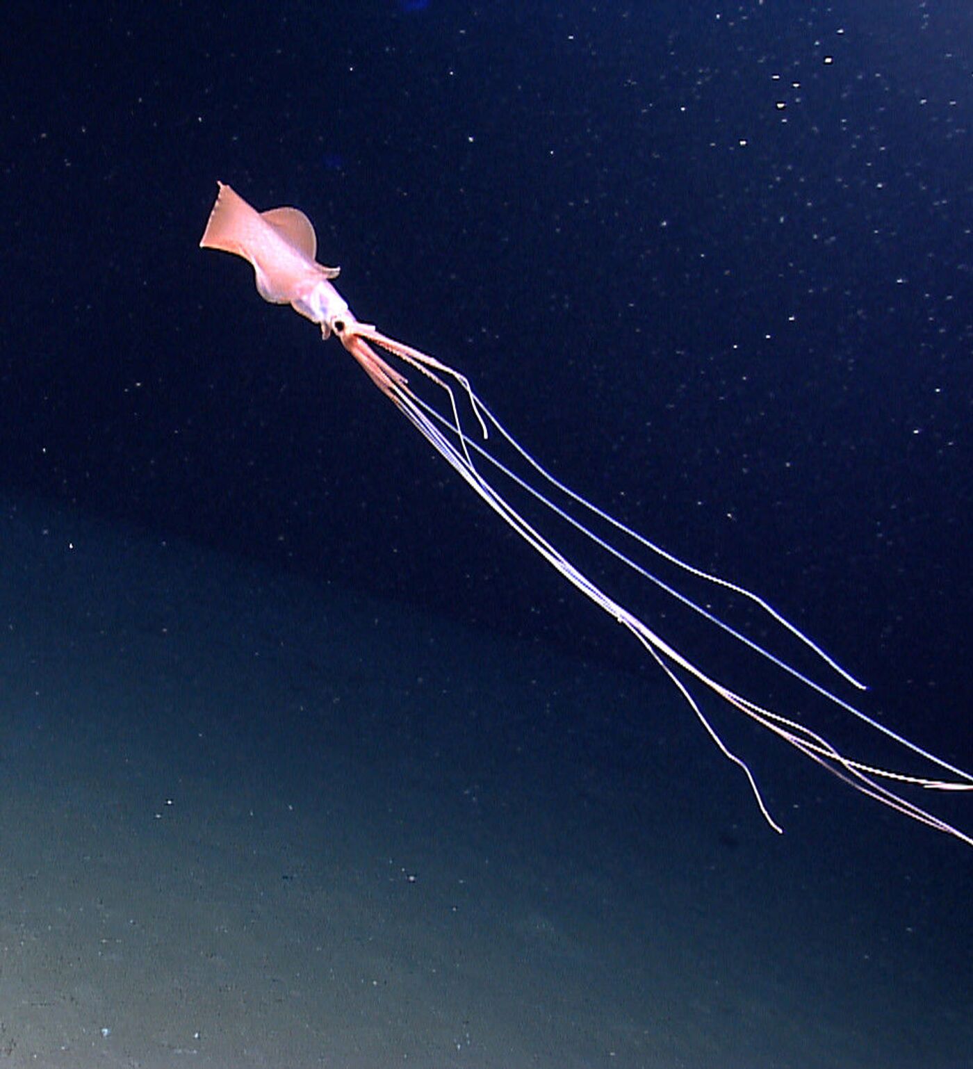 気難しいイカ様 オールインアビス イカサマサバキ』が2025年4月10日に発売決定