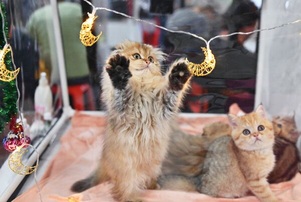 モスクワで行われた猫の展示会に参加した子猫 - Sputnik 日本